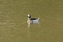 Long-tailed Duck - Richard Audette