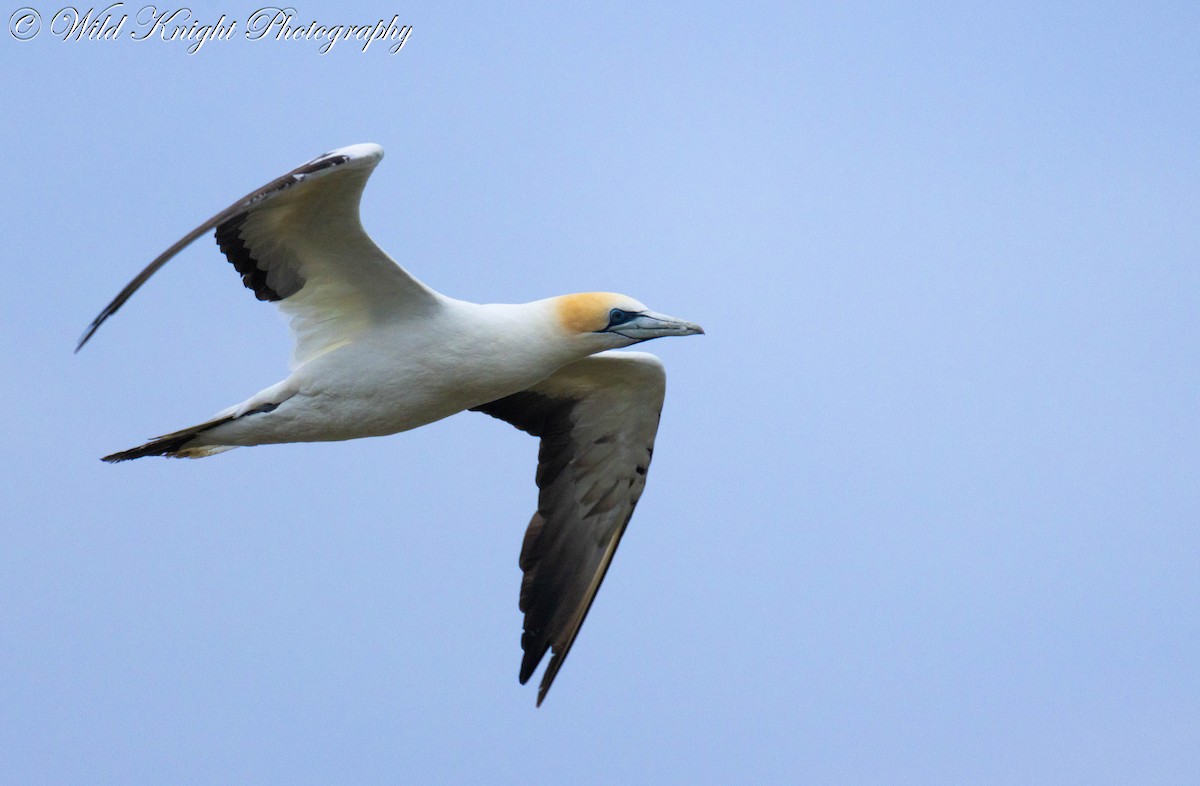 Australasian Gannet - ML618312615