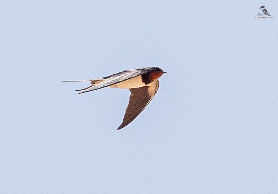 Barn Swallow - ML618312616