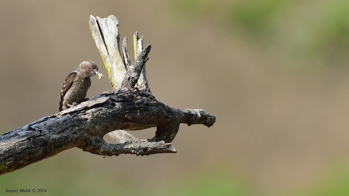 Brown-capped Pygmy Woodpecker - Sanjay Malik