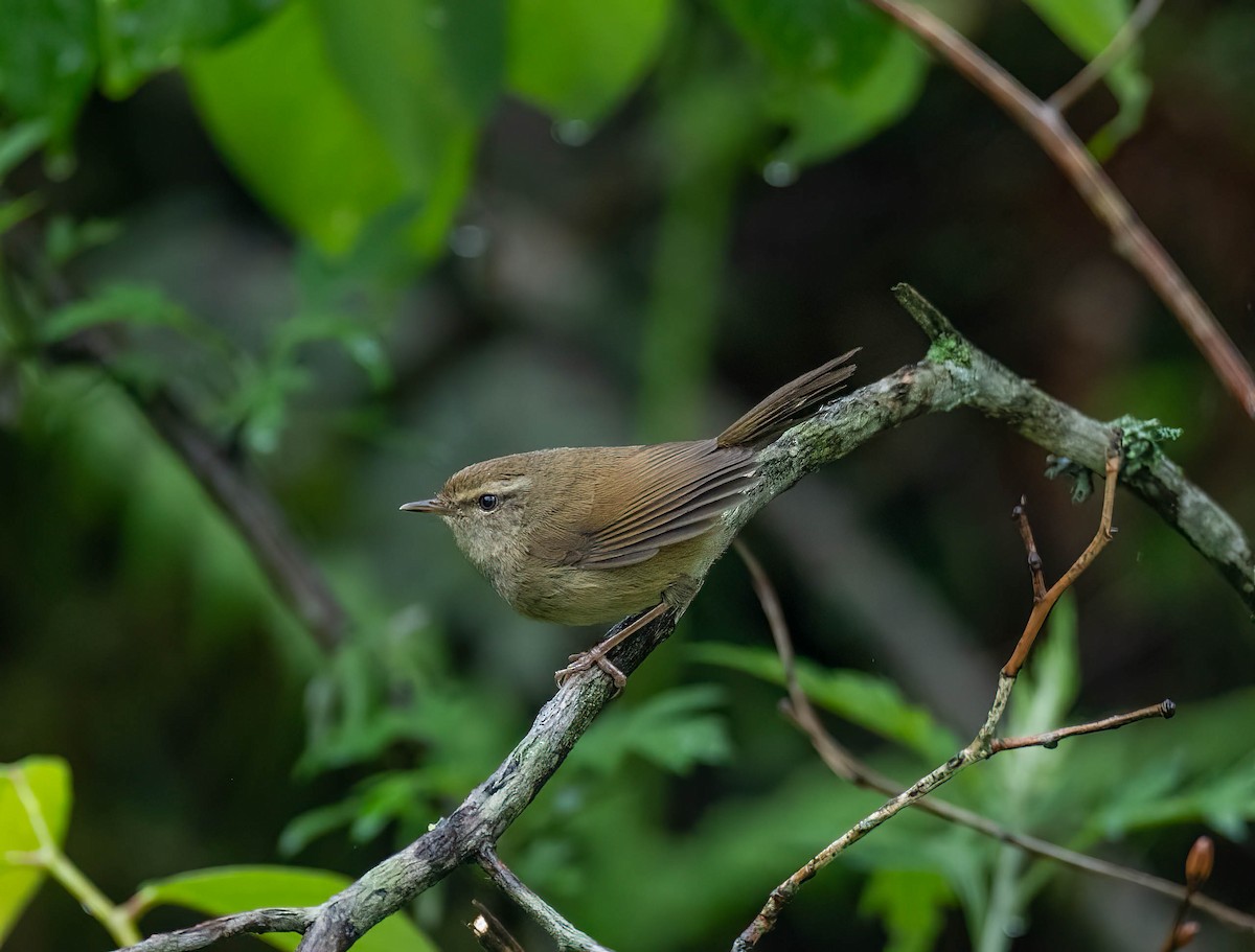 Brownish-flanked Bush Warbler - VIJAY S