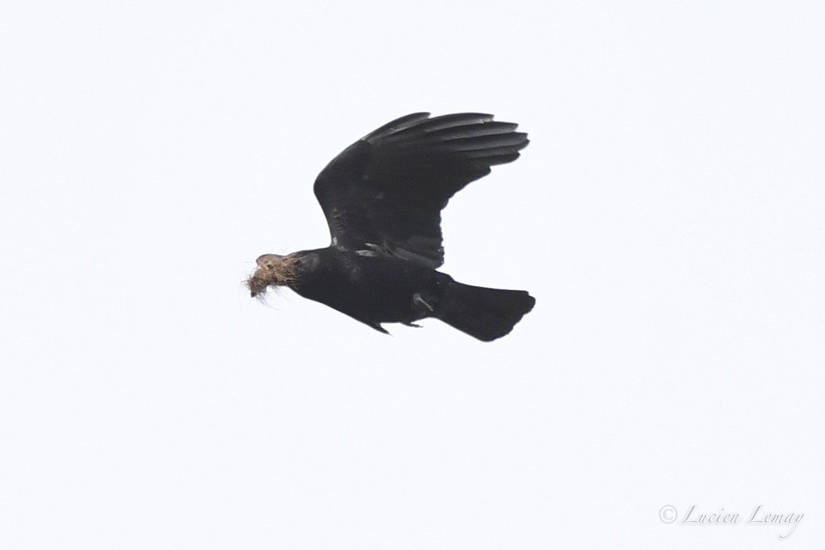American Crow - ML618312685