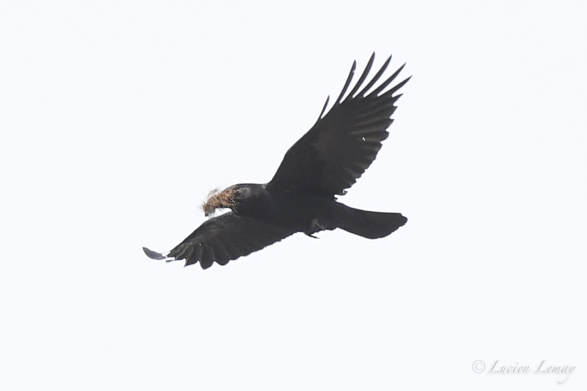 American Crow - ML618312688