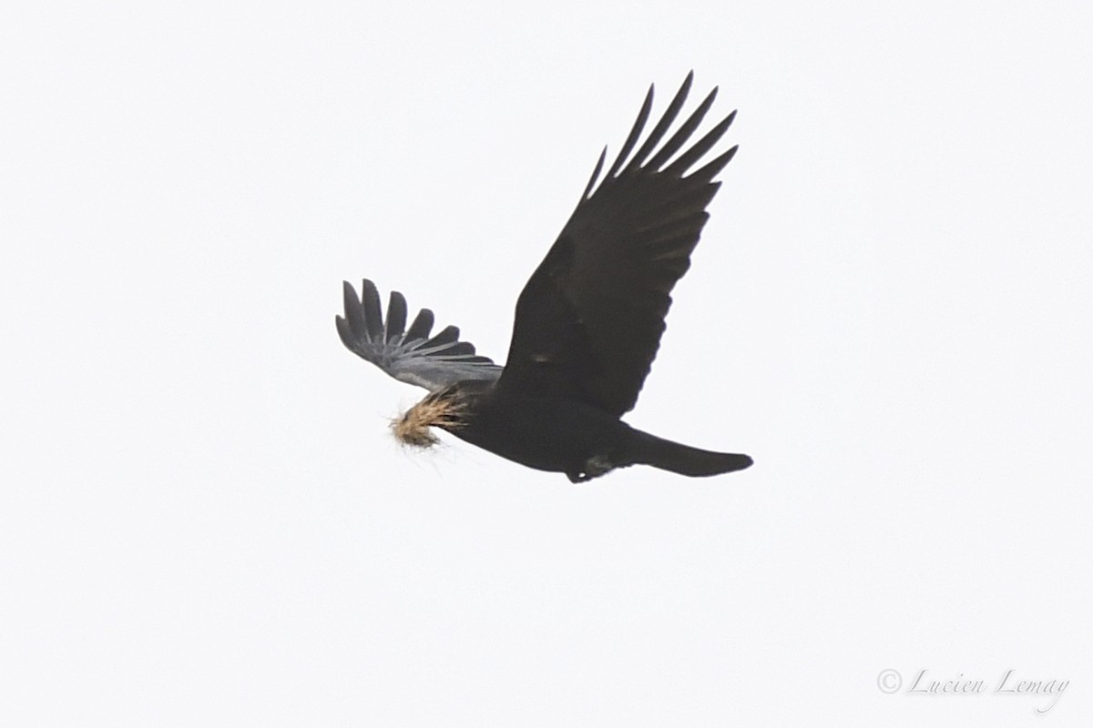 American Crow - Lucien Lemay