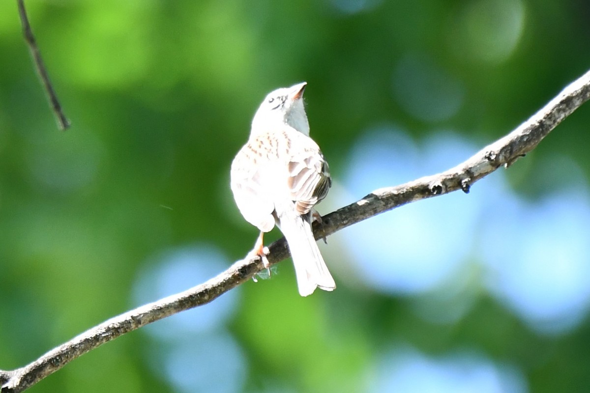 Chipping Sparrow - ML618312720