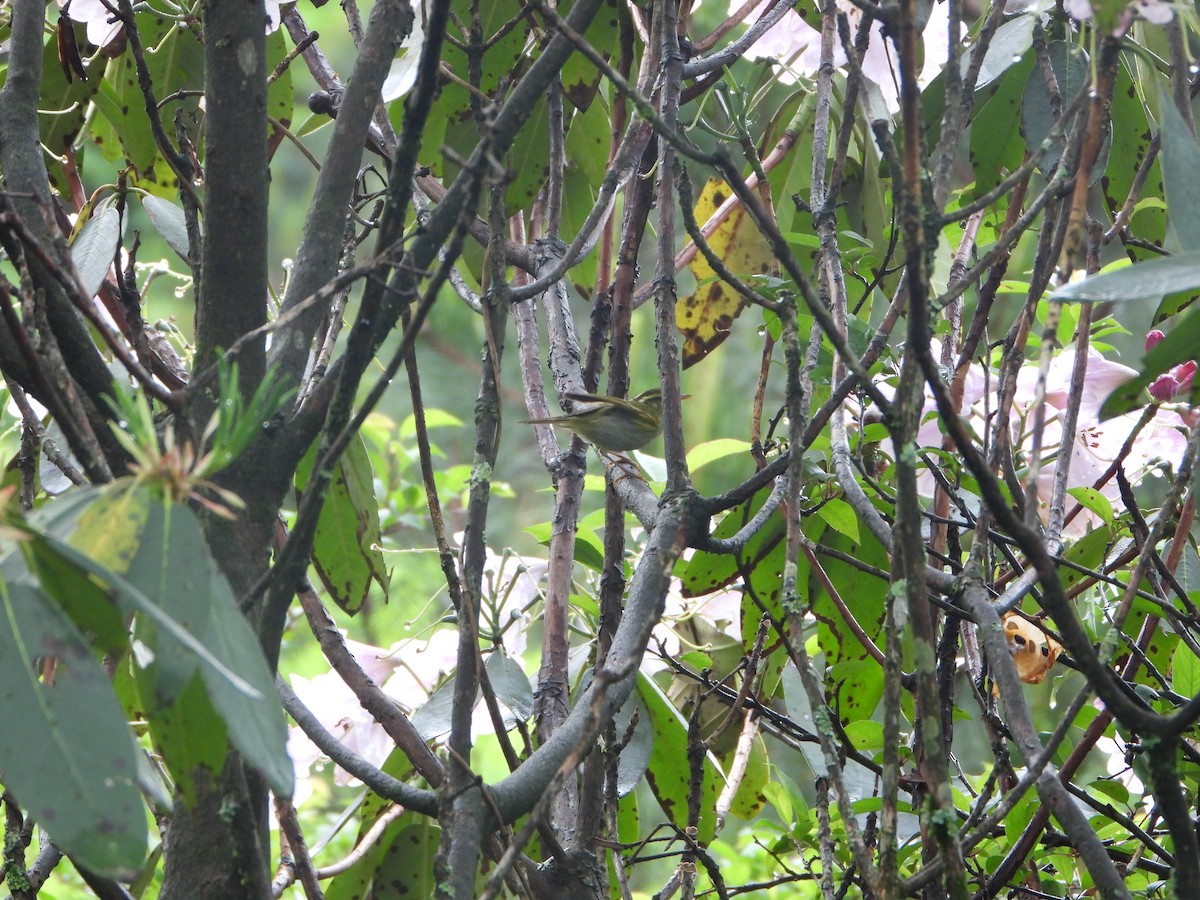 Mosquitero de Hartert - ML618312737