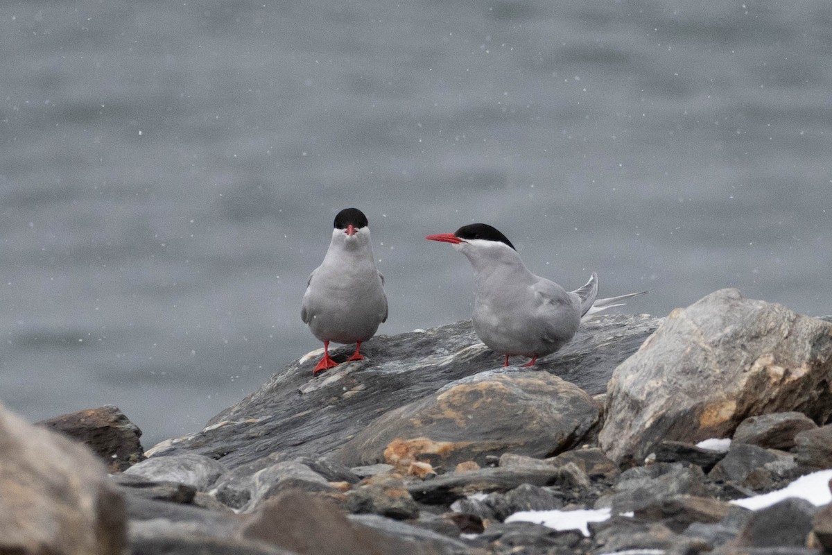 Antarctic Tern - ML618312744