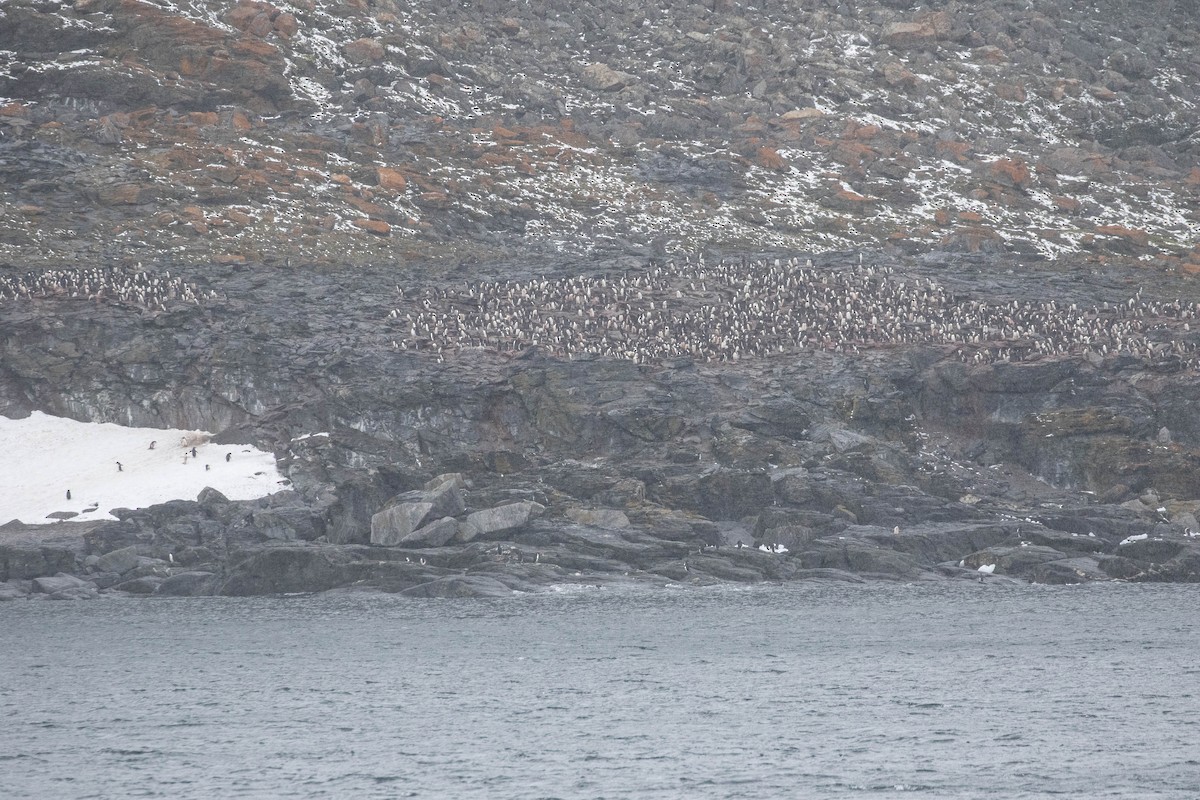 Adelie Penguin - Denis Corbeil