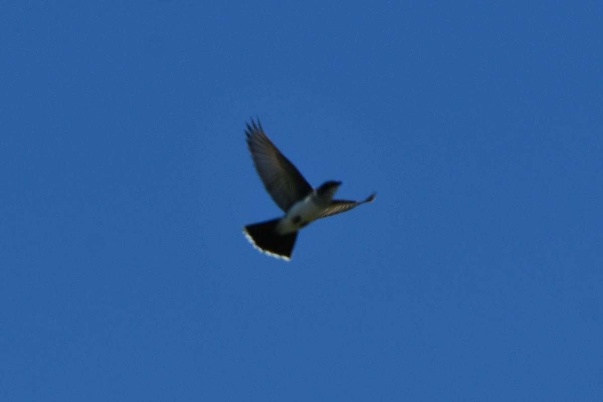 Eastern Kingbird - ML618312776