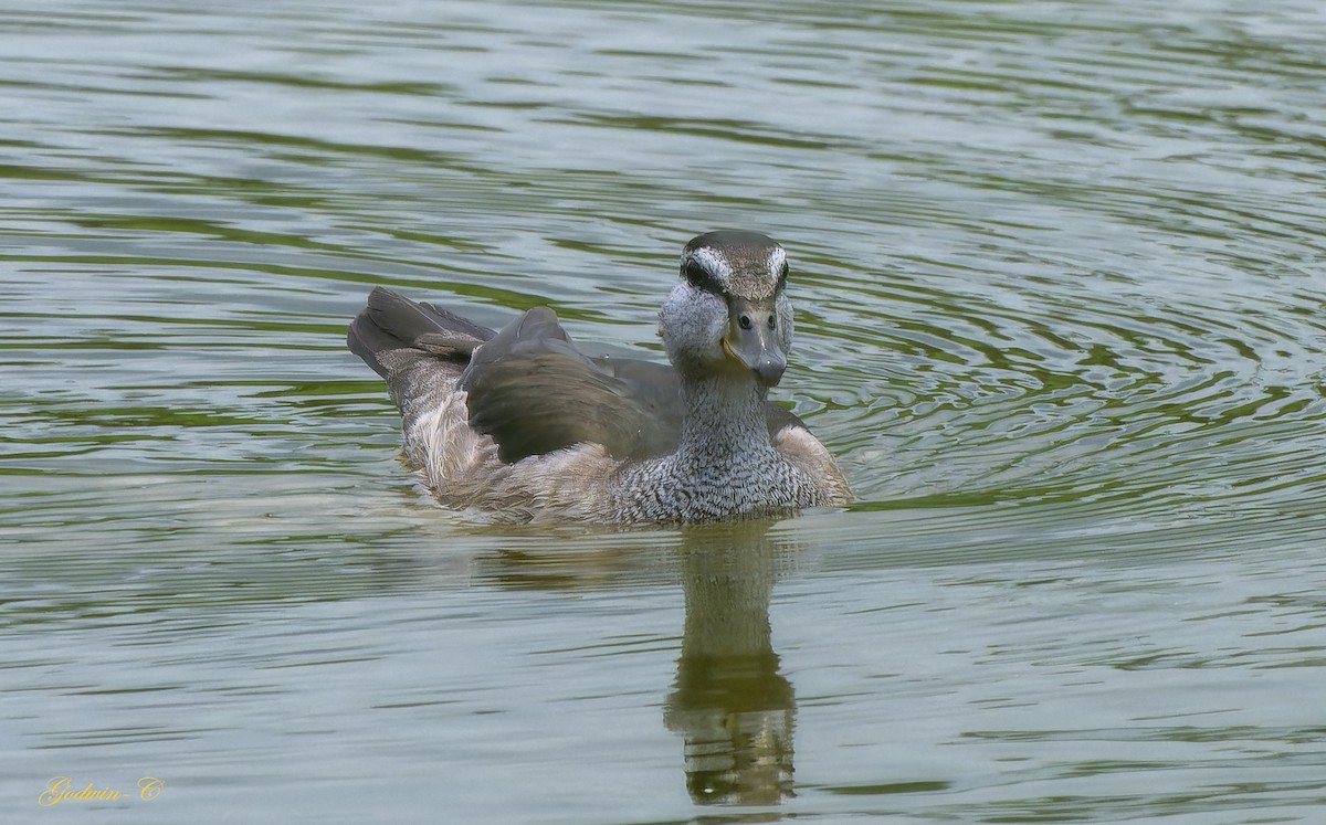 Cotton Pygmy-Goose - Godwin Chan