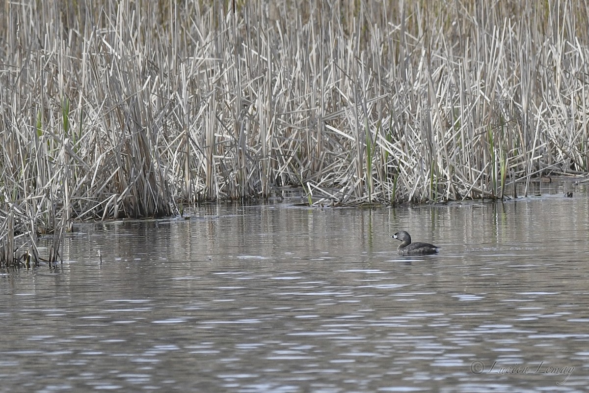 Pied-billed Grebe - ML618312839