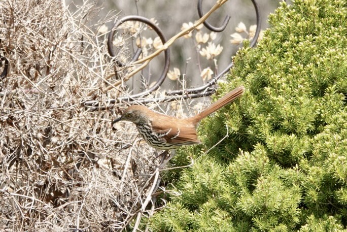 Brown Thrasher - Marilyn Ohler