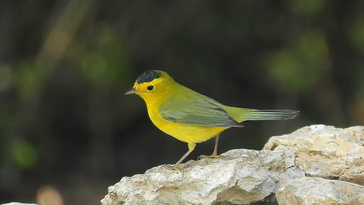 Wilson's Warbler - ML618312861