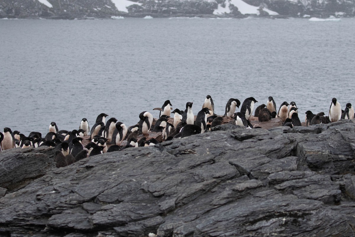 Adelie Penguin - ML618312868