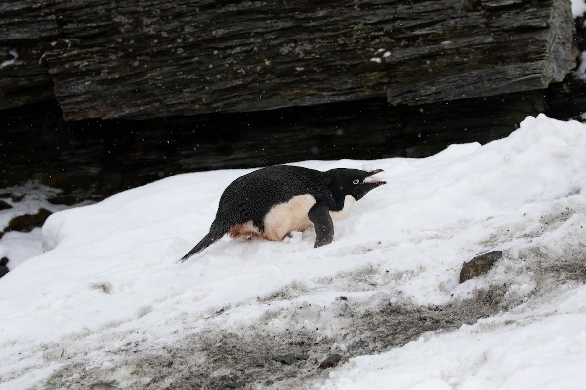 Adelie Penguin - ML618312875