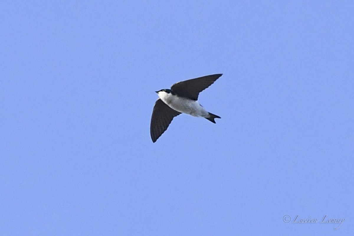 Tree Swallow - ML618312876