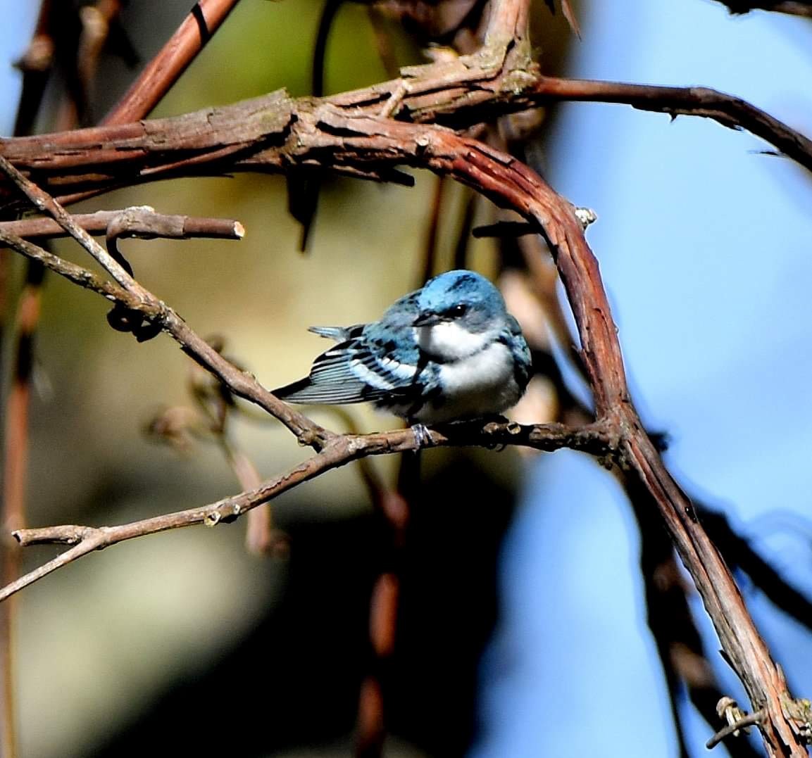 Cerulean Warbler - Matthew Hosmer