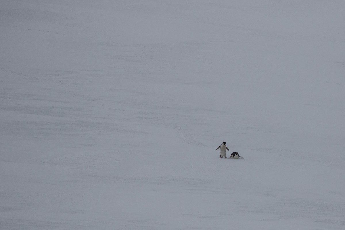 Adelie Penguin - Denis Corbeil