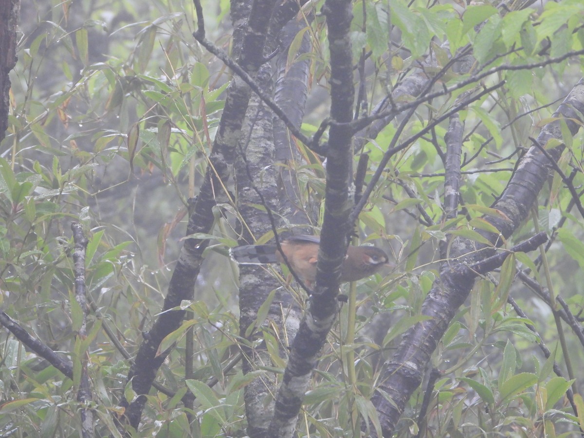 Moustached Laughingthrush (Eastern) - Yangbin Lin