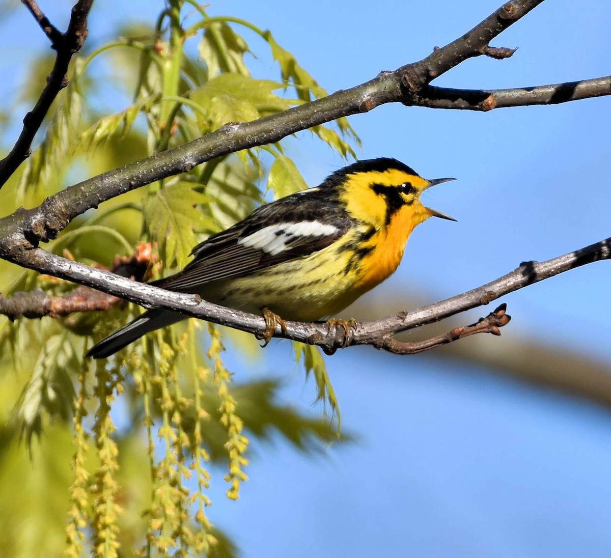 Blackburnian Warbler - ML618312883