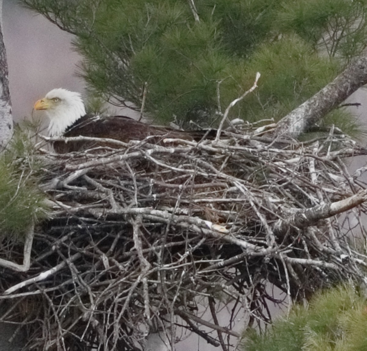 Bald Eagle - ML618312898