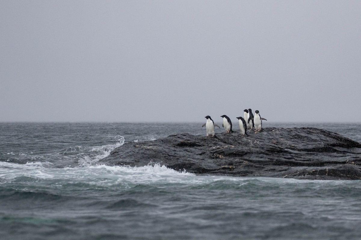 Adelie Penguin - Denis Corbeil