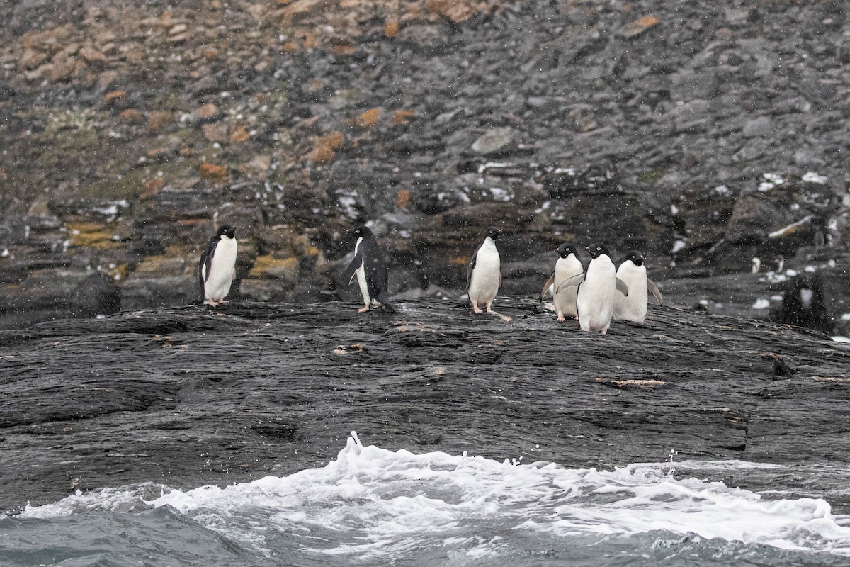 Adelie Penguin - Denis Corbeil