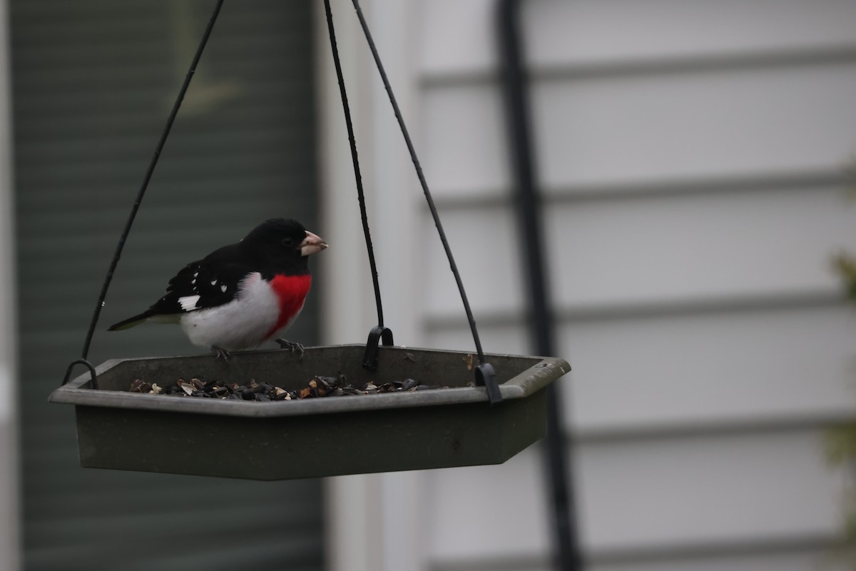 Rose-breasted Grosbeak - ML618312912