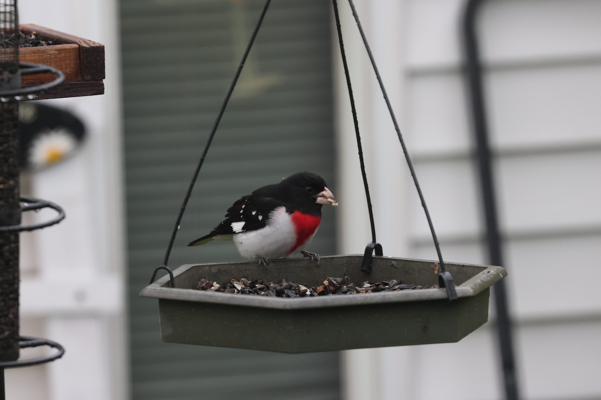 Rose-breasted Grosbeak - ML618312913