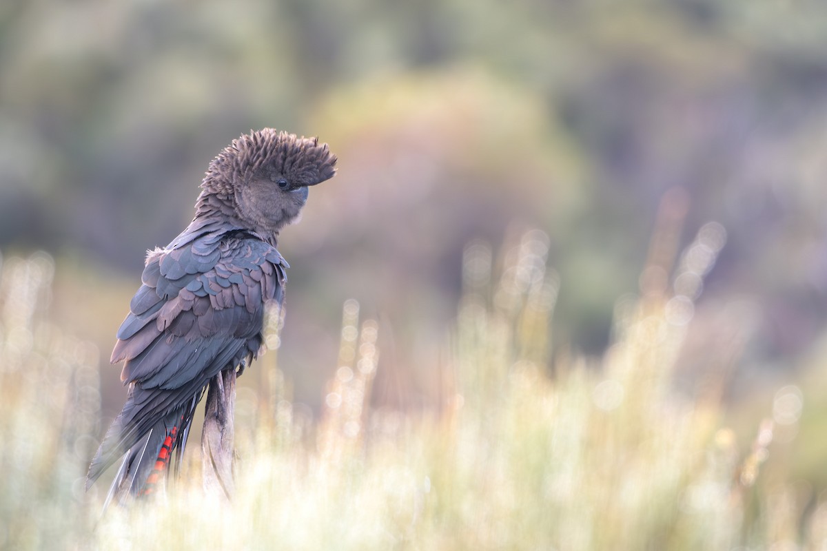 Glossy Black-Cockatoo - ML618312941