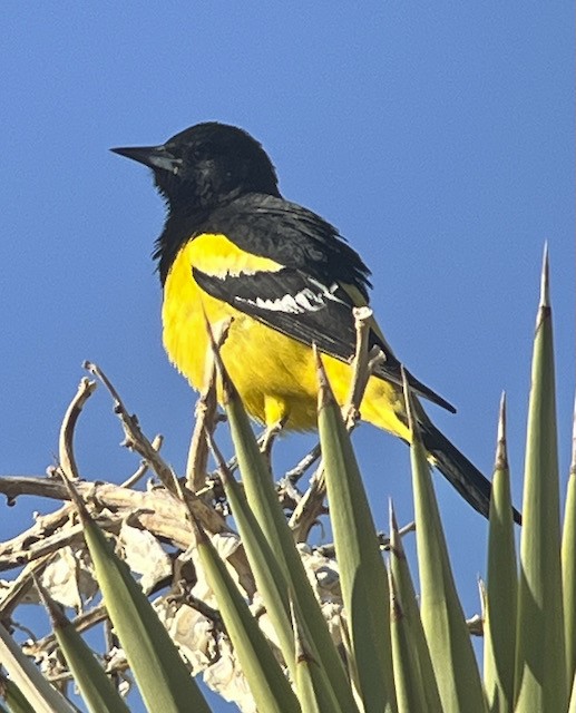 Scott's Oriole - Jeri Langham