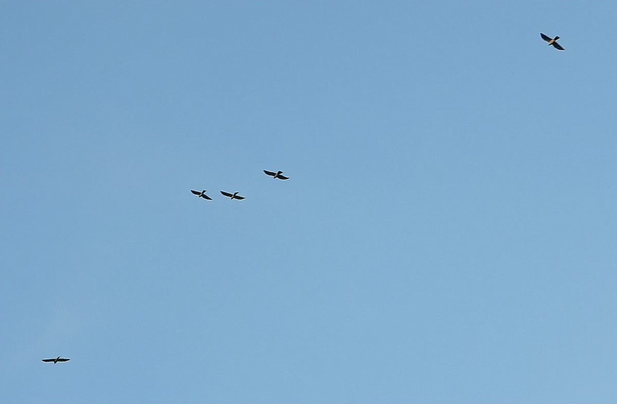 Mississippi Kite - ML618312981