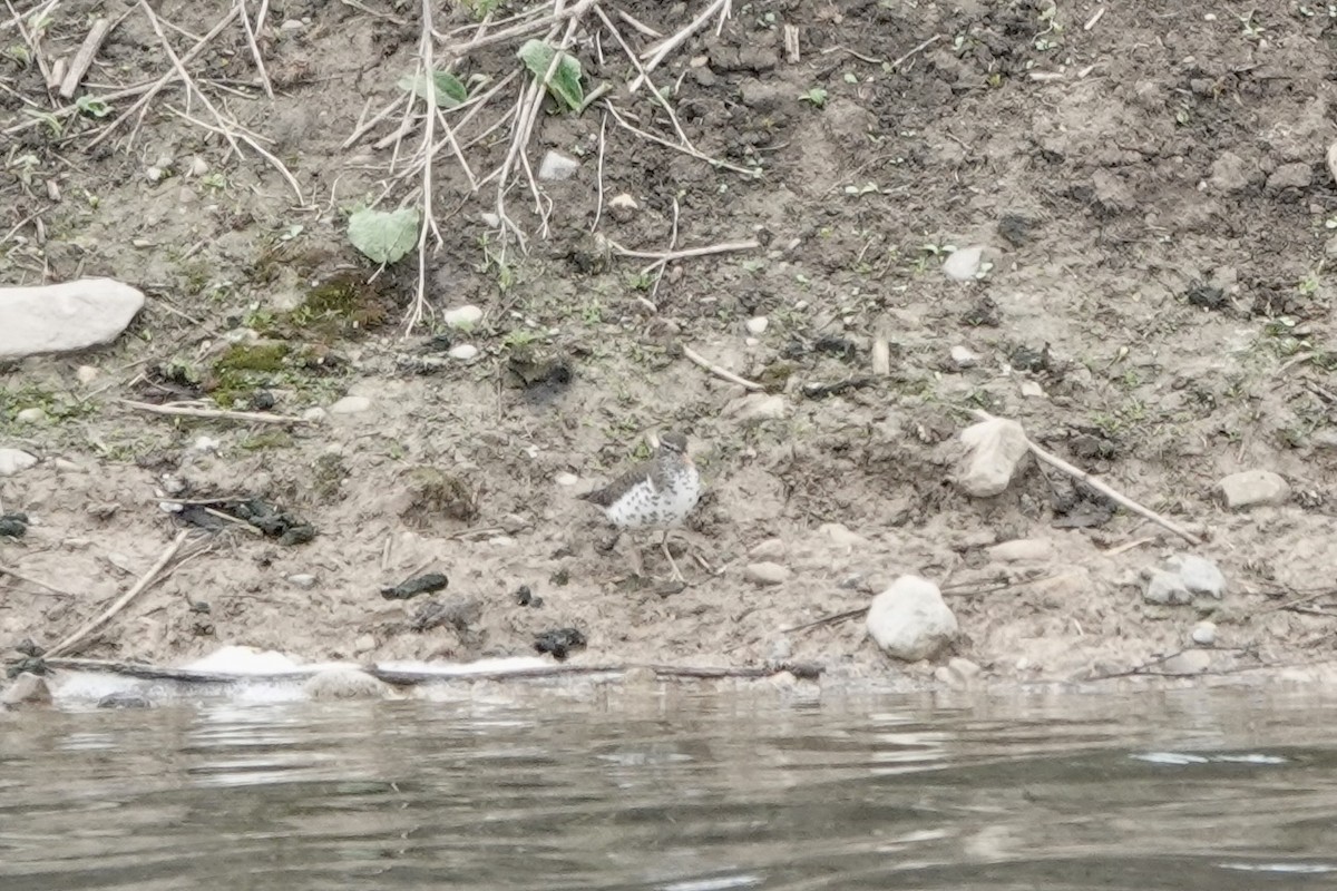 Spotted Sandpiper - ML618312986