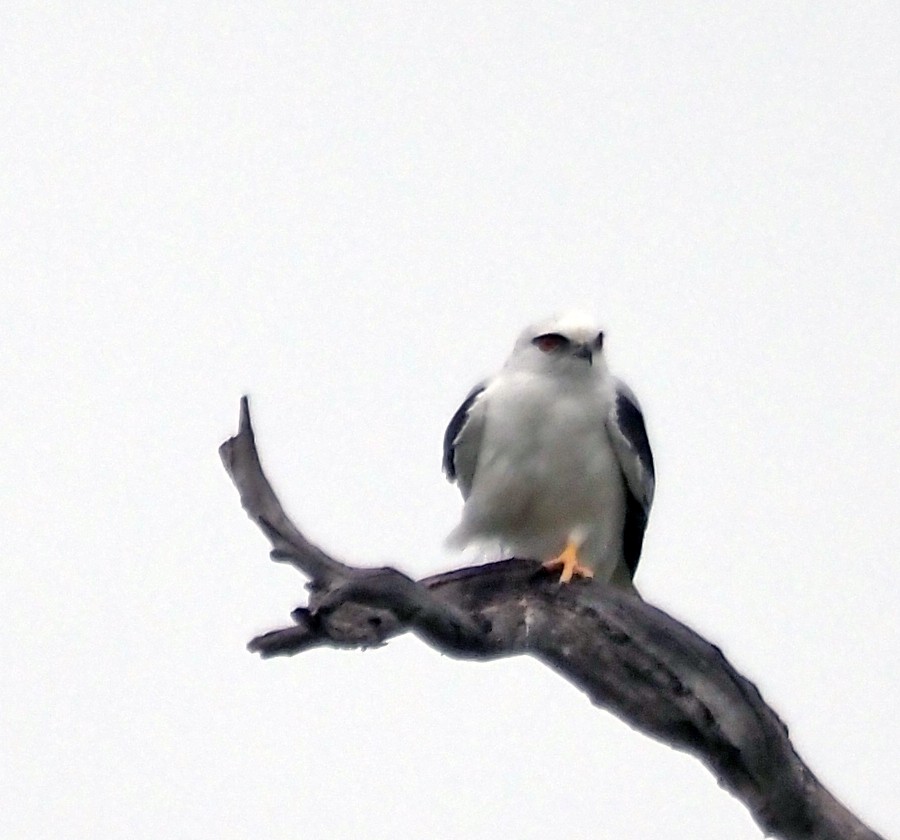 Black-shouldered Kite - ML618313029