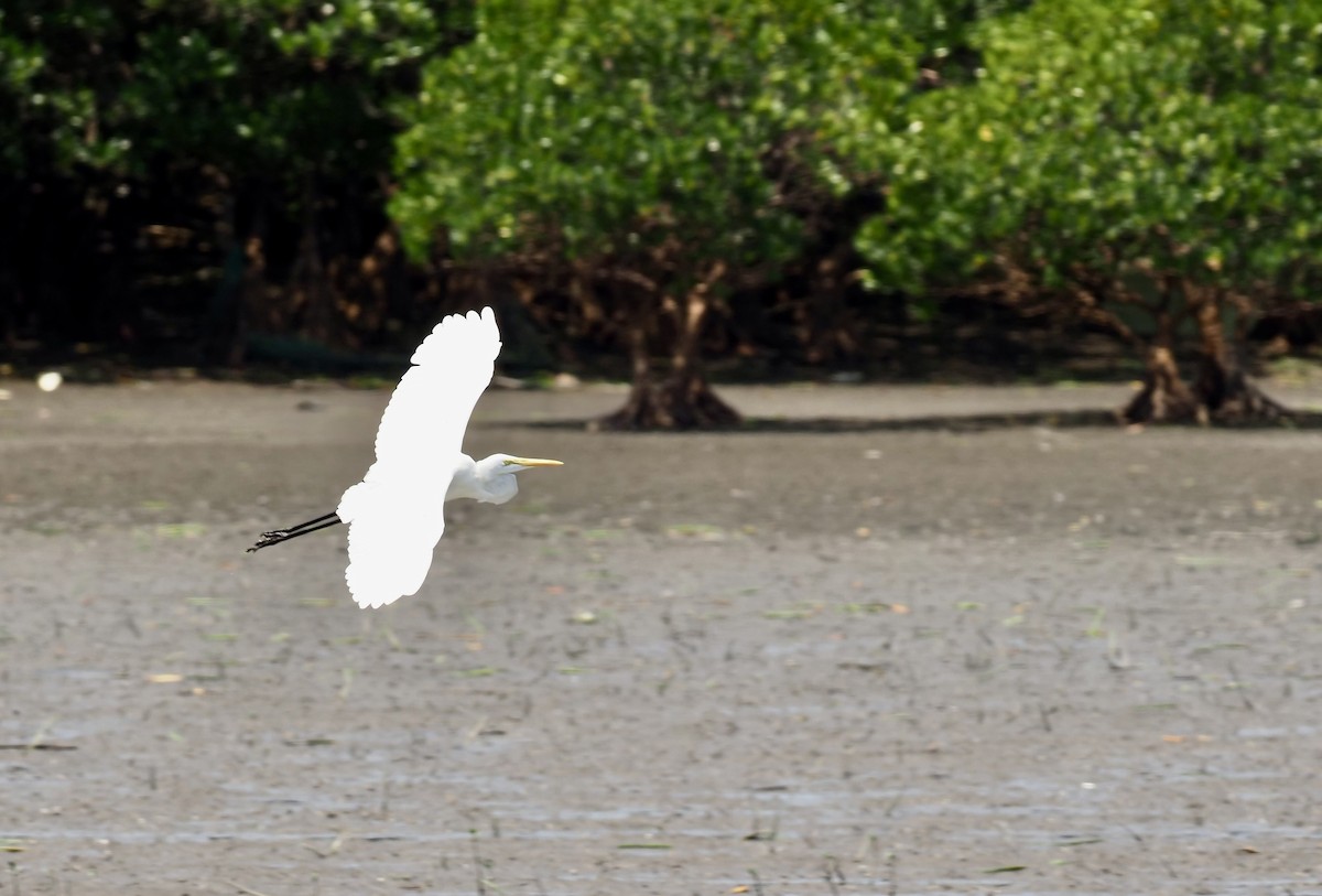 Great Egret - ML618313105