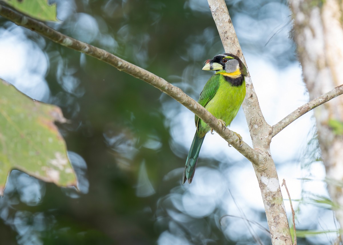 Fire-tufted Barbet - Heyn de Kock