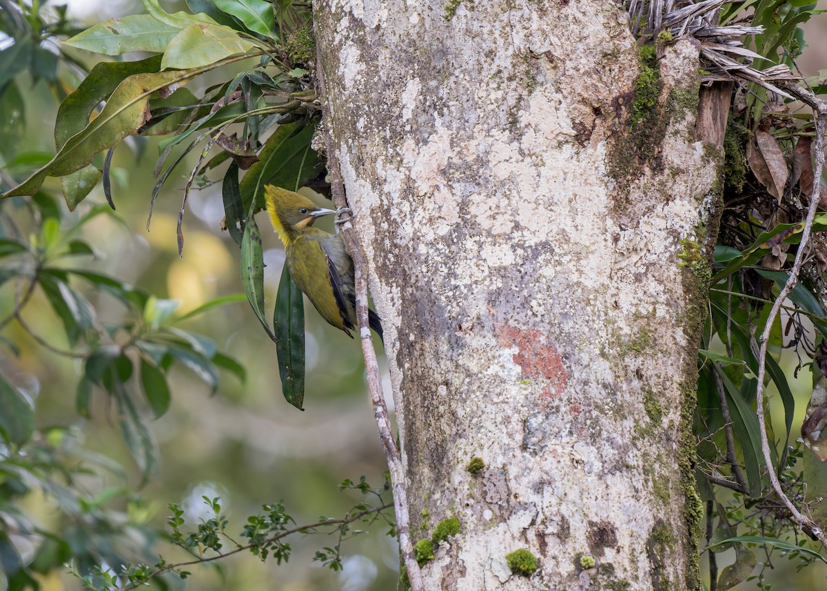 Greater Yellownape - Heyn de Kock