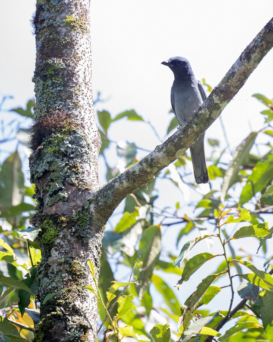 Sunda Cuckooshrike - Heyn de Kock