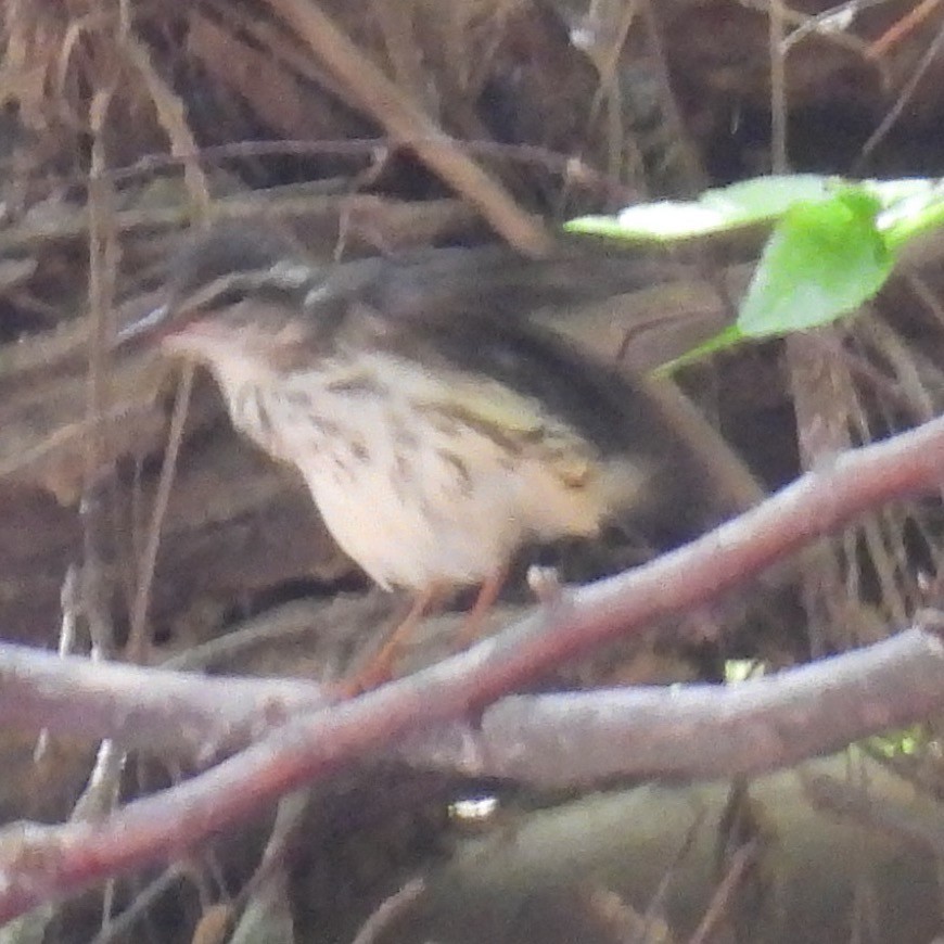 Reinita Charquera de Luisiana - ML618313142