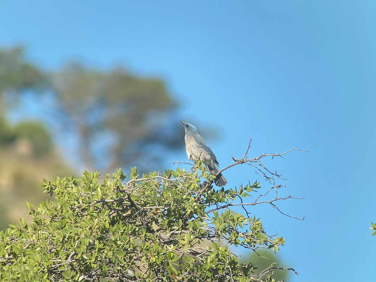 Mexican Jay - ML618313164