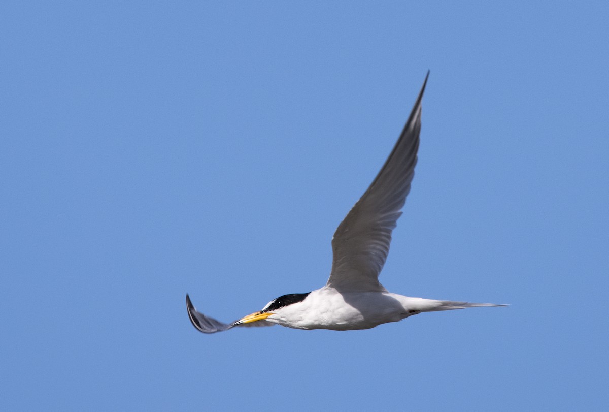 Little Tern - Chris Barnes