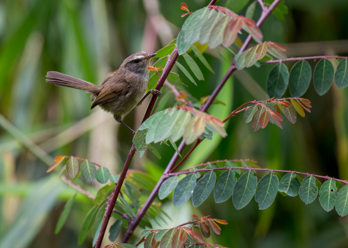 Aberrant Bush Warbler (Sunda) - Heyn de Kock