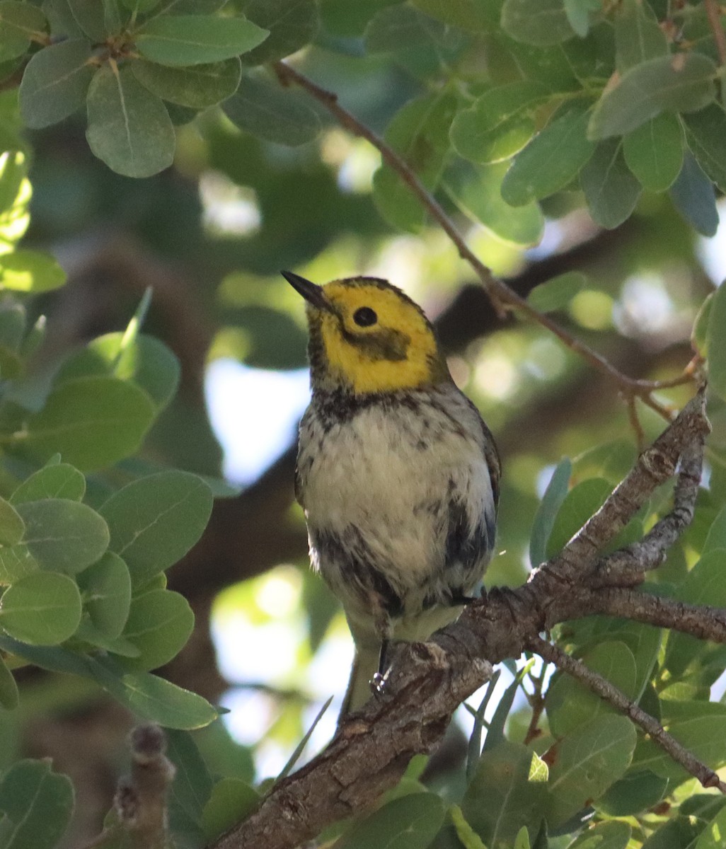 Townsend's x Hermit Warbler (hybrid) - ML618313189