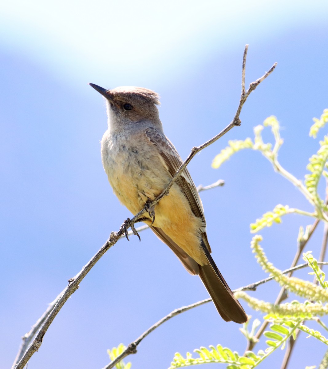 Say's Phoebe - ML618313215