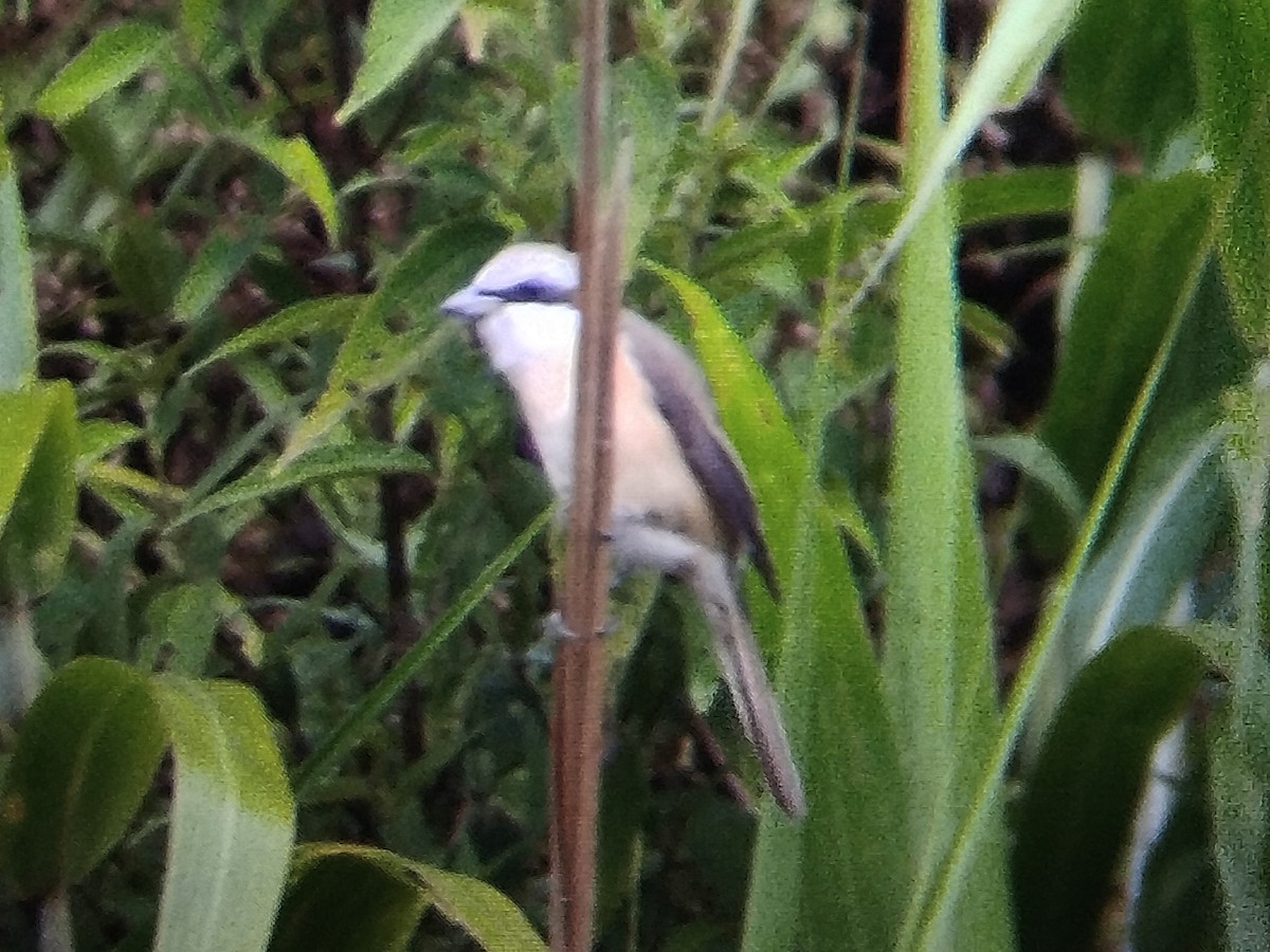 Brown Shrike (Philippine) - ML618313221