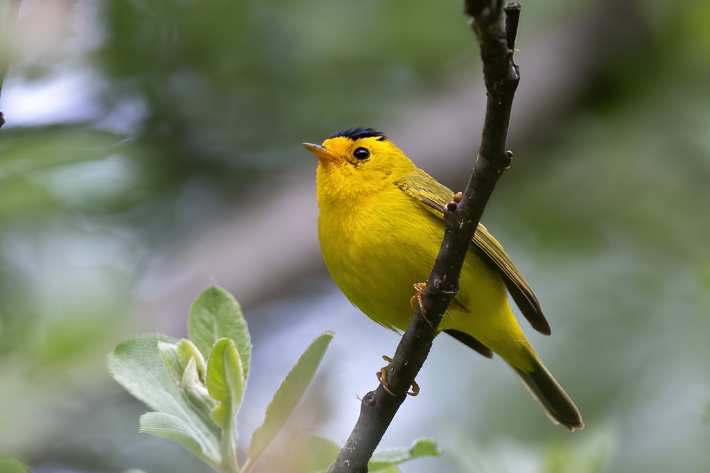 Wilson's Warbler - ML618313236