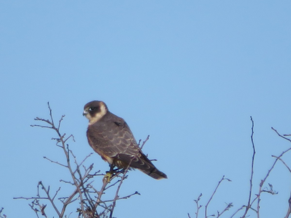 Australian Hobby - ML618313243