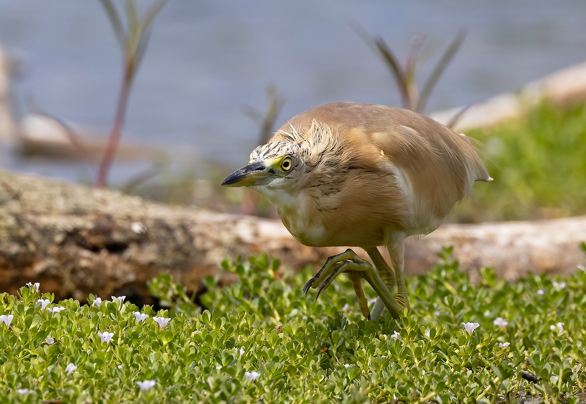 Squacco Heron - ML618313251