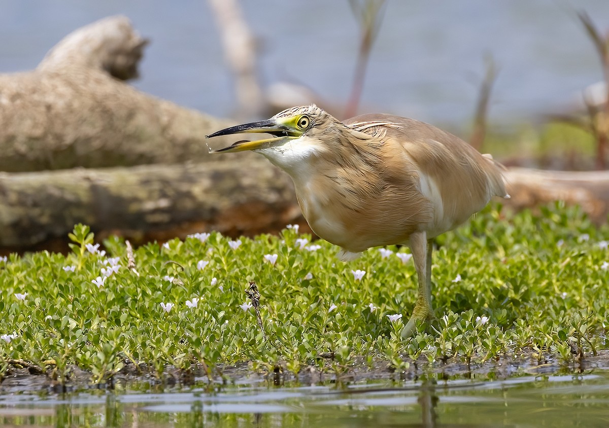 Squacco Heron - ML618313252