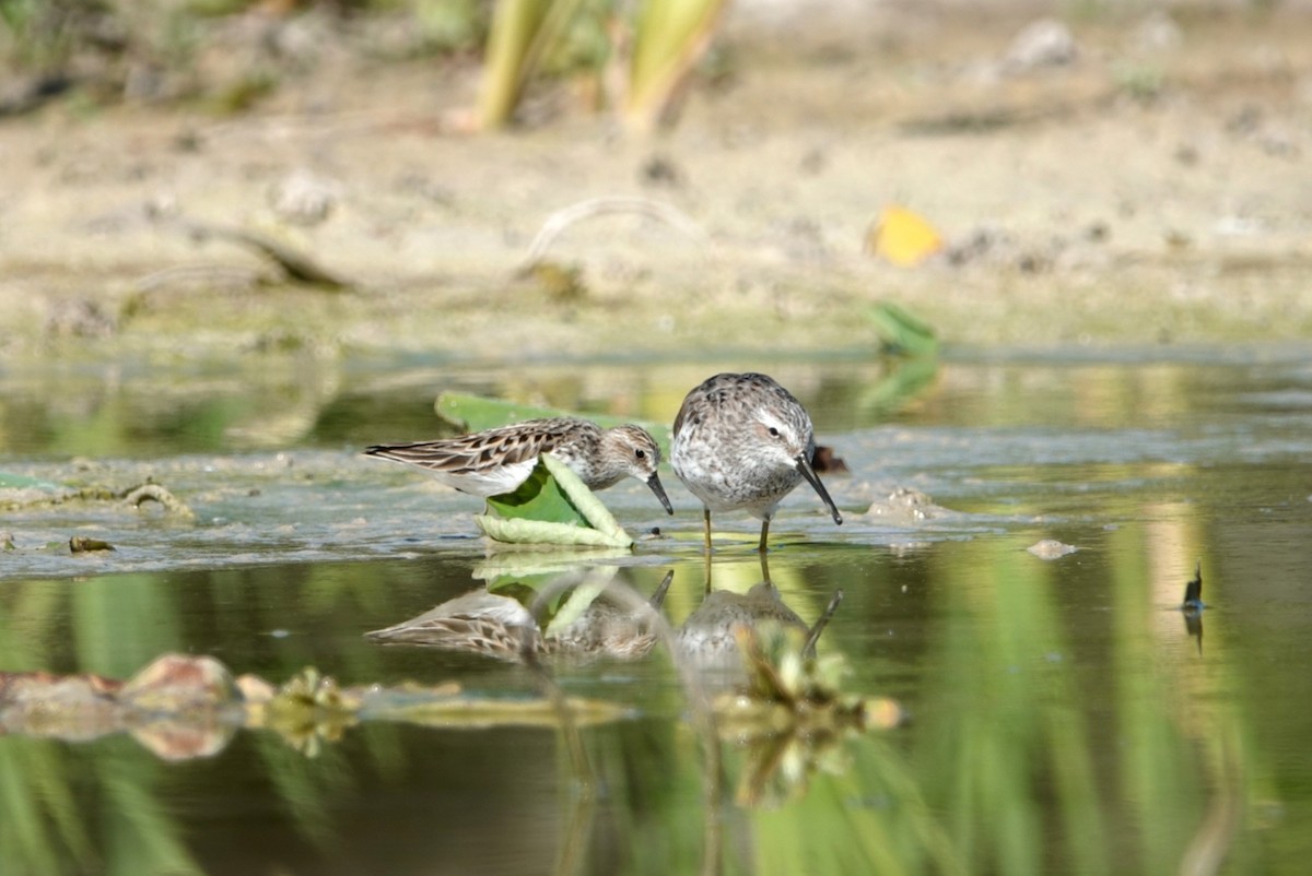 Bindenstrandläufer - ML618313279